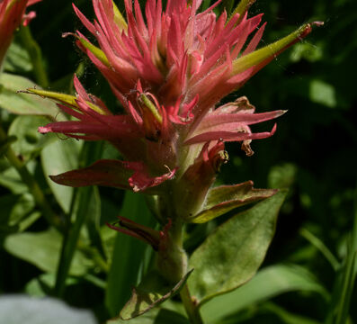 Castilleja miniata Scarlet Paintbrush, Castilleja miniata