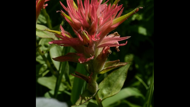 Castilleja miniata Scarlet Paintbrush, Castilleja miniata