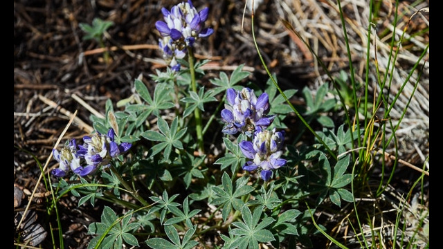 Lupinus breweri Brewer's Lupine, Lupinus breweri