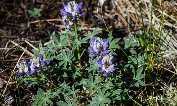 Lupinus breweri Brewer's Lupine, Lupinus breweri