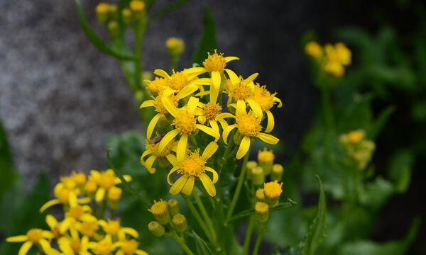 Senecio triangularis Arrowleaf Groundsel, Senecio triangularis