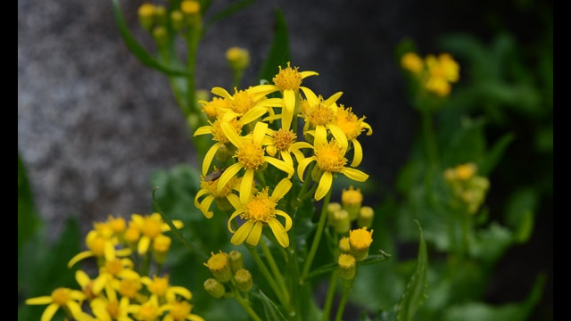 Senecio triangularis Arrowleaf Groundsel, Senecio triangularis