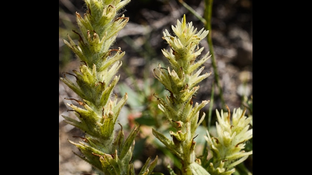 Castilleja nana Dwarf Alpine Paintbrush, Castilleja nana