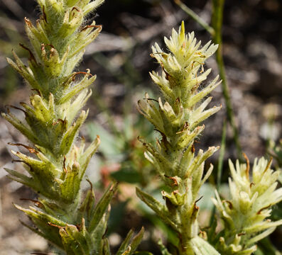 Castilleja nana Dwarf Alpine Paintbrush, Castilleja nana