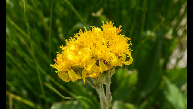 Unknown 3 Aster