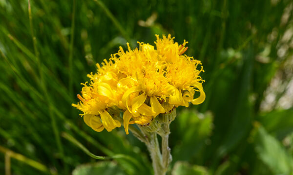 Unknown 3 Aster