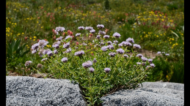 Monardella odoratissima Mountain Pennyroyal, Monardella odoratissima