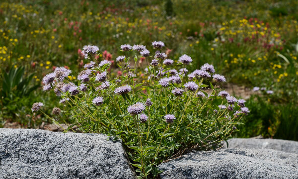 Monardella odoratissima Mountain Pennyroyal, Monardella odoratissima