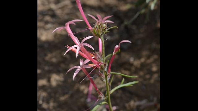 Ipomopsis tenuituba Lavender Gilia, Ipomopsis tenuituba