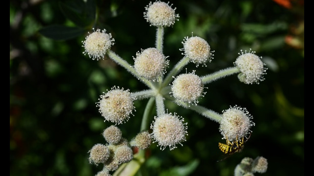 Sphenosciadium capitellatum Ranger's Button, Sphenosciadium capitellatum