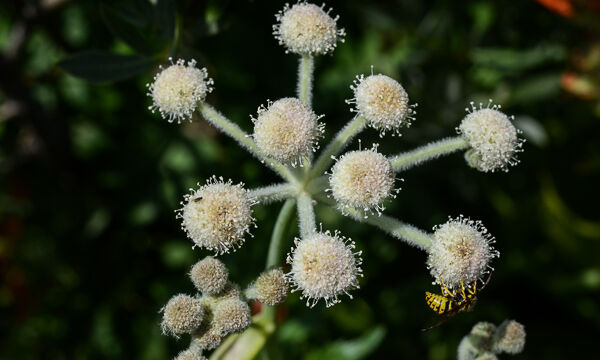 Sphenosciadium capitellatum Ranger's Button, Sphenosciadium capitellatum