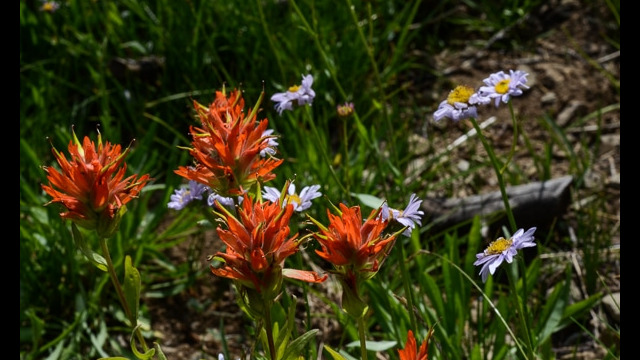 Castilleja miniata Scarlet Paintbrush, Castilleja miniata