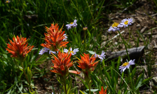 Castilleja miniata Scarlet Paintbrush, Castilleja miniata