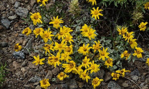 Unkown 2 Aster