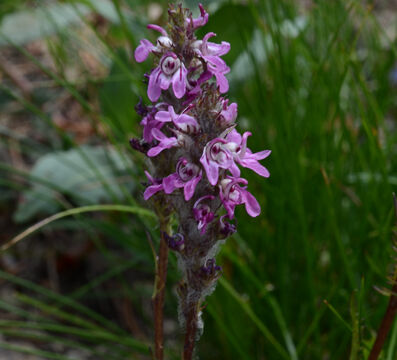Pedicularis attollens Little Elephant Heads, Pedicularis attollens