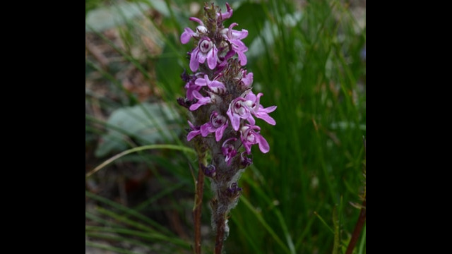 Pedicularis attollens Little Elephant Heads, Pedicularis attollens