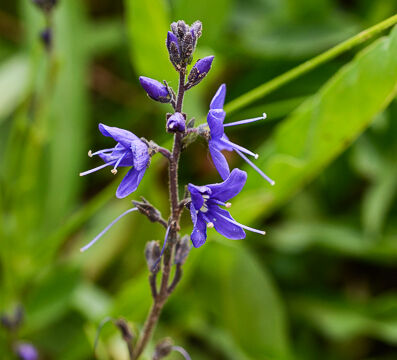Veronica cusickii Cusick's speedwell, Veronica cusickii