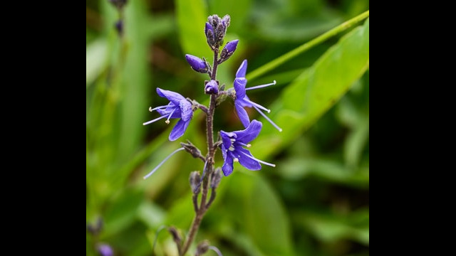 Veronica cusickii Cusick's speedwell, Veronica cusickii