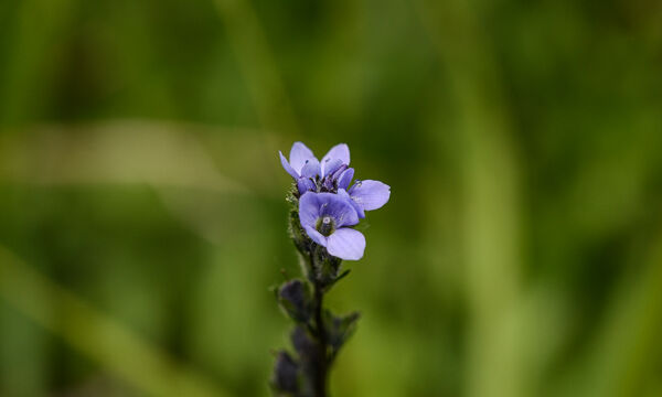 Veronica serpyllifolia Thymeleaf Speedwell, Veronica serpyllifolia