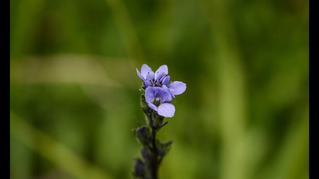 Veronica serpyllifolia Thymeleaf Speedwell, Veronica serpyllifolia