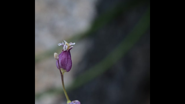 Streptanthus tortuosus Mountain Jewelflower, Streptanthus tortuosus