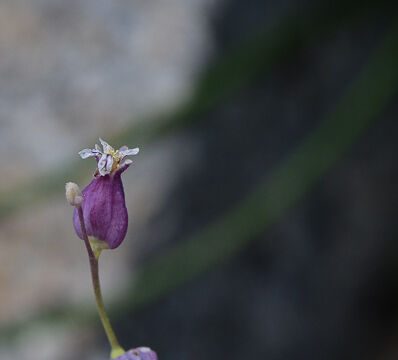 Streptanthus tortuosus Mountain Jewelflower, Streptanthus tortuosus