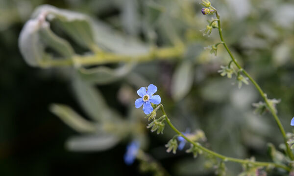 Hackelia sp. Hackelia sp.