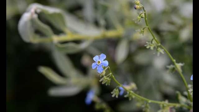 Hackelia sp. Hackelia sp.