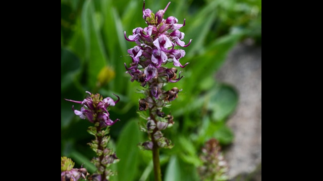 Pedicularis attollens Little Elephant Heads, Pedicularis attollens