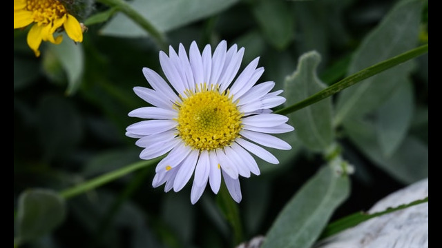 Unknown 12 Aster