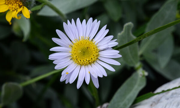 Unknown 12 Aster