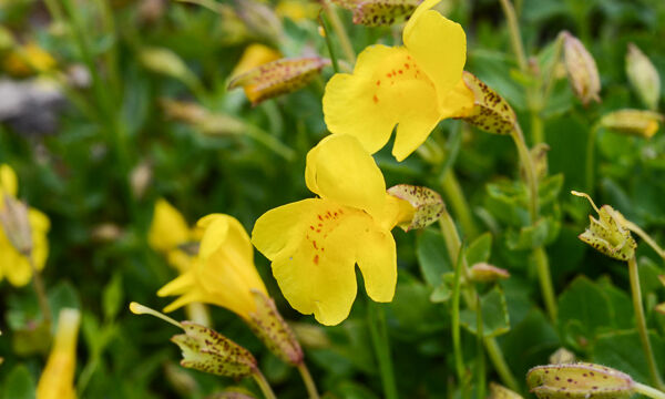 Mimulus guttatus Seep Monkey Flower, Mimulus guttatus