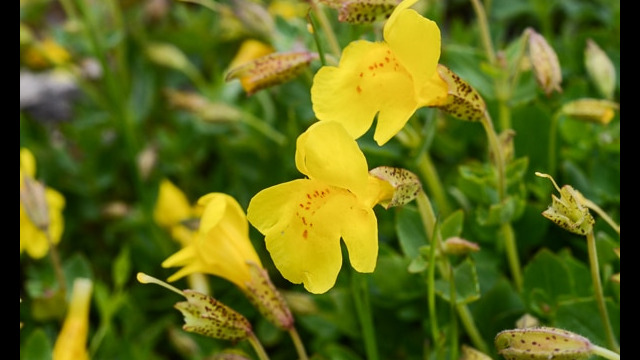 Mimulus guttatus Seep Monkey Flower, Mimulus guttatus