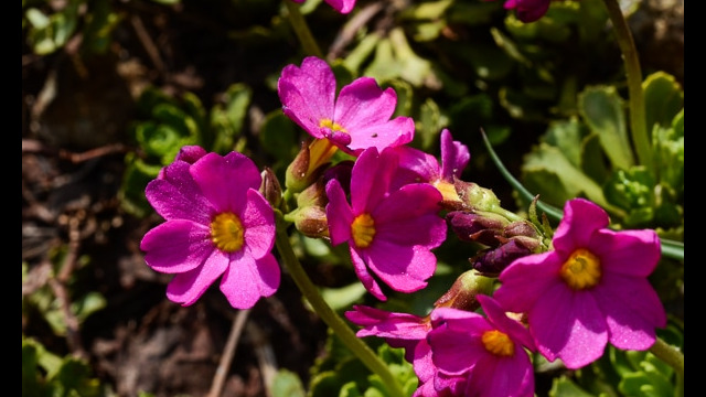 Primula suffrutescens Sierra Primrose, Primula suffrutescens