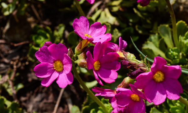 Primula suffrutescens Sierra Primrose, Primula suffrutescens
