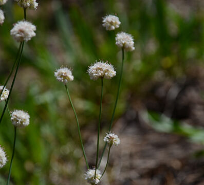 Eriogonum nudum Naked buckwheat, Eriogonum nudum