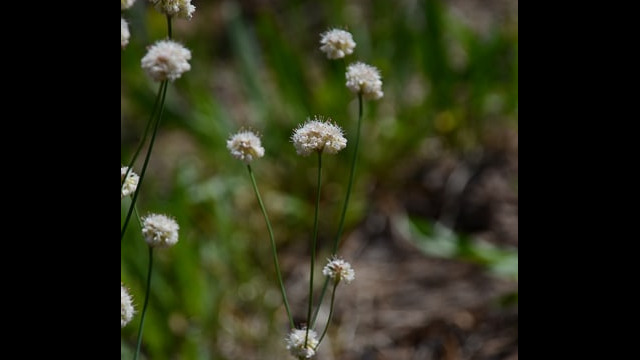 Eriogonum nudum Naked buckwheat, Eriogonum nudum