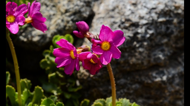 Primula suffrutescens Sierra Primrose, Primula suffrutescens