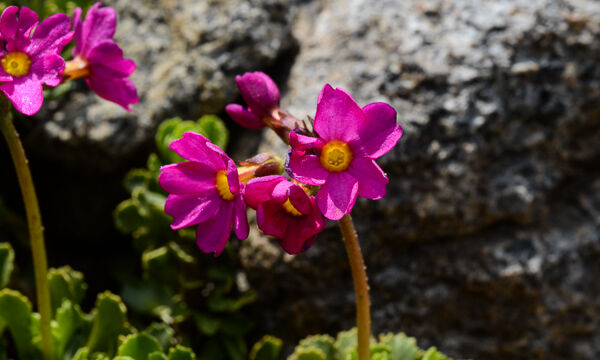 Primula suffrutescens Sierra Primrose, Primula suffrutescens