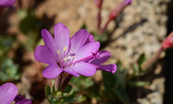 Epilobium obcordatum Rockfringe, Epilobium obcordatum