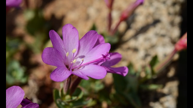 Epilobium obcordatum Rockfringe, Epilobium obcordatum