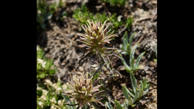 Castilleja nana Dwarf Alpine Paintbrush, Castilleja nana