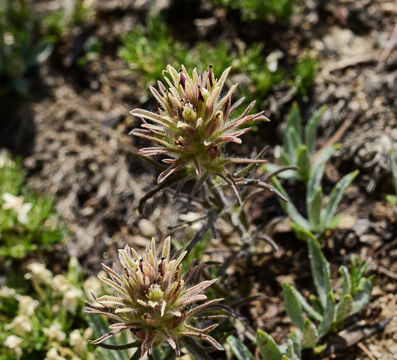 Castilleja nana Dwarf Alpine Paintbrush, Castilleja nana