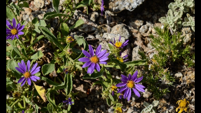 Machaeranthera canescens