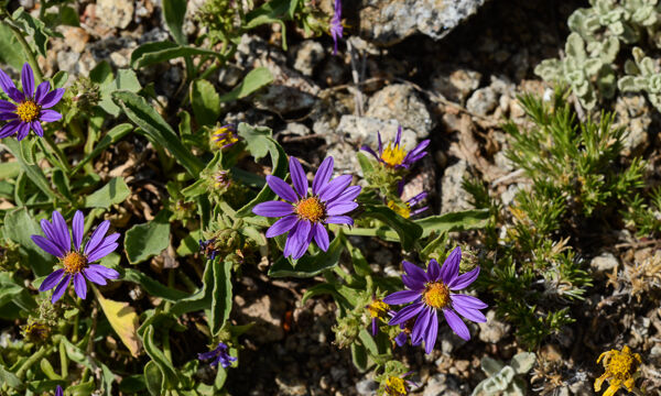 Machaeranthera canescens