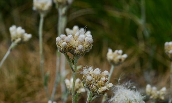 Antennaria media Alpine Pussytoes, Antennaria media