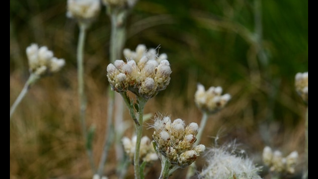 Antennaria media Alpine Pussytoes, Antennaria media