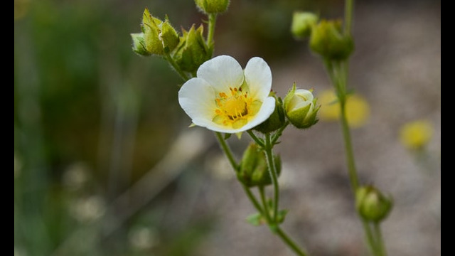 Drymocallis glandulosa Sticky Cinquefoil, Drymocallis glandulosa