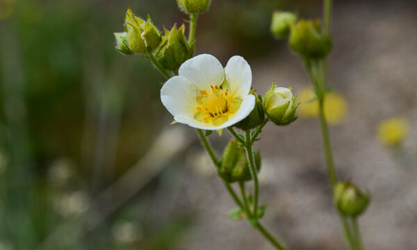 Drymocallis glandulosa Sticky Cinquefoil, Drymocallis glandulosa