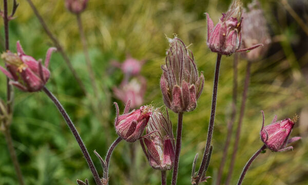 Geum triflorum Prairie Smoke, Geum triflorum